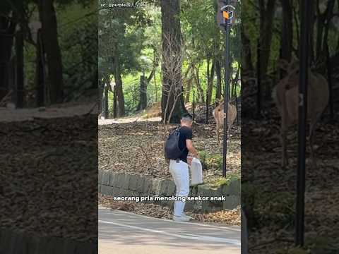 Kejutan Menolong Si Rusa Kecil! ๐ #shorts
