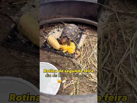 Olha só como já amanheço o dia 😂💩 #rotinadodia #vlog #bebe #sitio