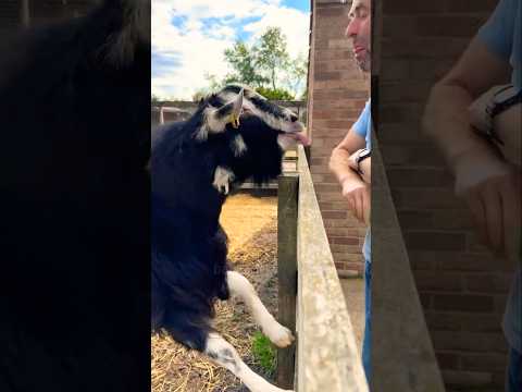 Animals Acting Like Comedians 😂...#bablujoksy #shorts #funnyanimals #funny