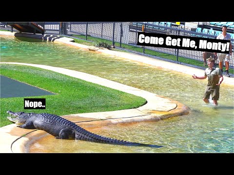 Monty only has eyes for Bindi | Irwin Family Croc Show | Australia Zoo