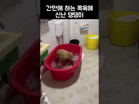 다라이 목욕이 최고인 리트리버 강아지
