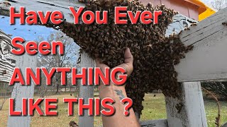 I Caught 20,000+  BEES  By Doing This One Thing ?