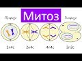 Квиз по митозу