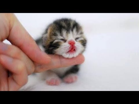 AWWWW SOOOOOOOOOOO CUTE KITTENS