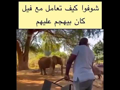 الفيل هجم عليه😳