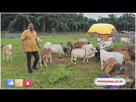 Visitors Came To See Nadipathy Cattle😍#shorts #viral #yt #miniature #reels #tiktok