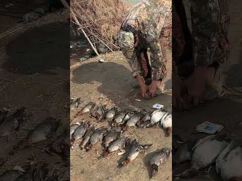 Slaughtering birds #birdhunter #birdhunting #huntting #hunting #hunts