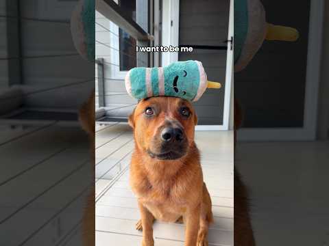 This song was MADE for working breeds 😂 #australiancattledog #redheeler #cowdog #heeler