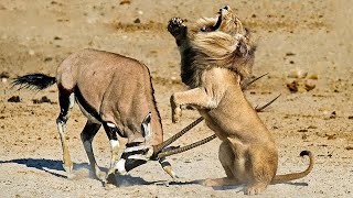 The Survival Journey of Large Herbivores | Animal Documentary | Animal Fight