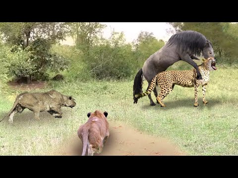 The King Of The Prey Was Defeated Miserably While Hunting Wild Horses - Wild Horse vs Lion, Leopard