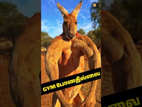 சண்டைன்னு வந்தா சட்டைய கிழிச்சிடும் | Kangaroo | Animaltube Tamil