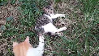mainnya di rumput aja
