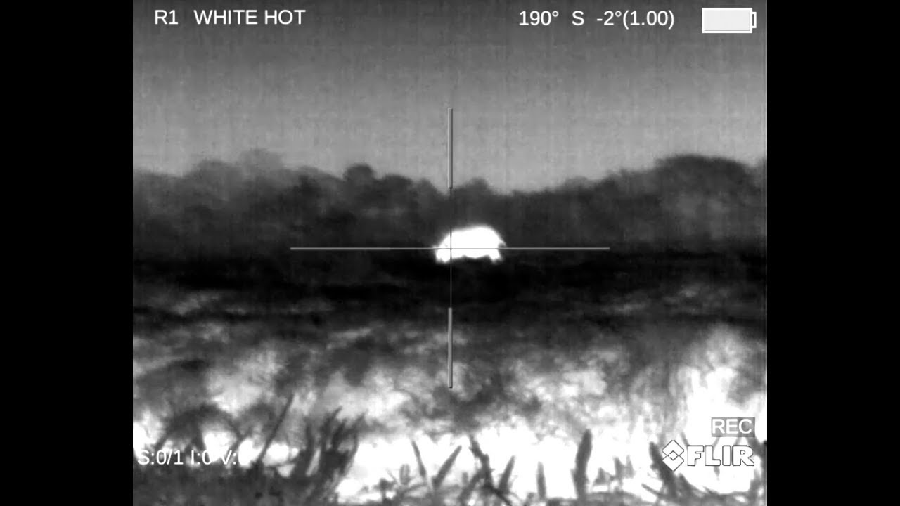 Flir Thermal Hog hunt for family in need. Catch n' Cook