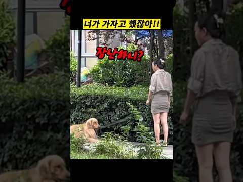 산책가자고 그렇게 난리를 피웠으면서 정작 나오니 드러누워버리는 웃기고 자빠지는 녀석
