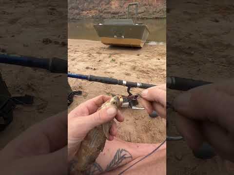Rigging mullet for alligator gar bait. 🦖