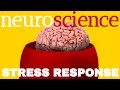 Understanding the Stress Response System