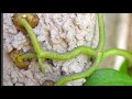 Plant Adaptations and Competition