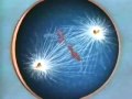 Understanding Mitosis