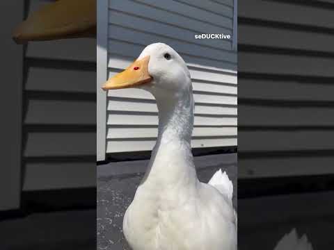 البطة المضحكه | اكبر بالون | البطة الضاحكة | فرقعة البالون | duck | بطوطة | Balloon