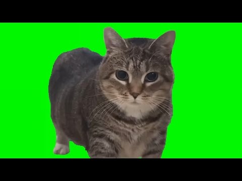 cat reacts to spinning oiiaoiia cat meme🐈‍⬛😹