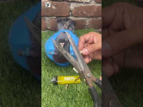 kalapati treatment for garlic #pigeon #birds #shorts #kobutor