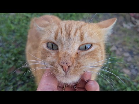 Incredibly cute homeless stray cats.