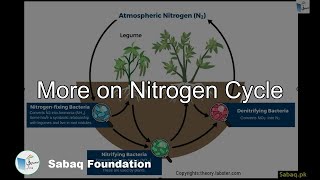 More on Nitrogen Cycle