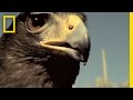 Harris's Hawk Hunting Behavior
