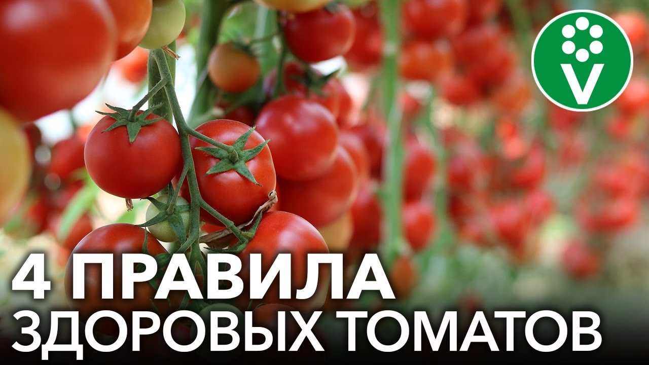 Золотые правила выращивания томатов. Без химии и обработок!
