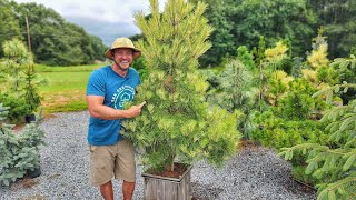 15 Bold Conifers that Instantly Boost Curb Appeal!