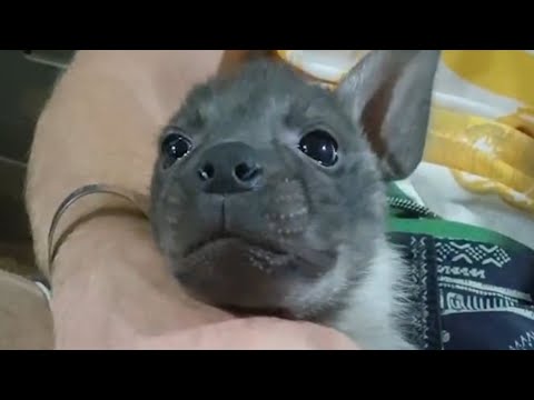 Rescue hyena loves to snuggle