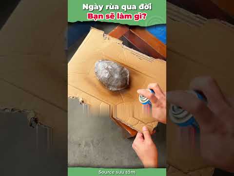Ngày rùa qua đời, bạn sẽ làm gì? #onhachoimotminh #nuoirua #ruacanh