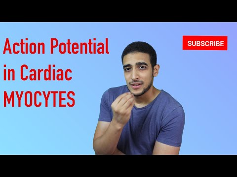 Cardiac myocyte Action potential  شرح بالعربي