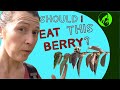 Identifying Poisonous Berries and Plants