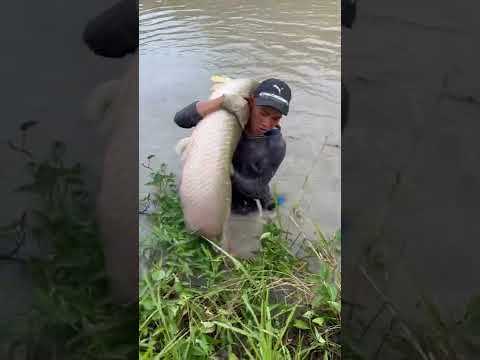 Amazing fisherman skills 😱