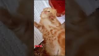 #mycat #alina #ytshorts #trending #reels #trendingshorts