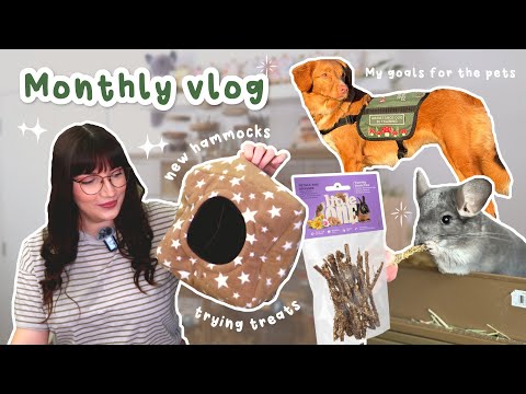 What I want to achieve with the pets this year | VLOG