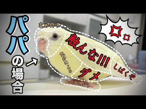 『触んな!!!』パパにだけ厳しすぎるインコのお触りマップがこちらww【サザナミインコ】