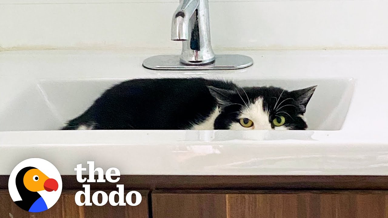 Cat Hides From Her Foster Mom For A Year Then She Does This Faith = Restored