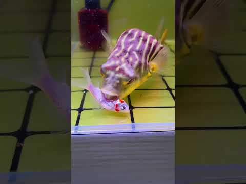 Fishkeeping Diary Fishman It's time to show your real skills Ornamental fish