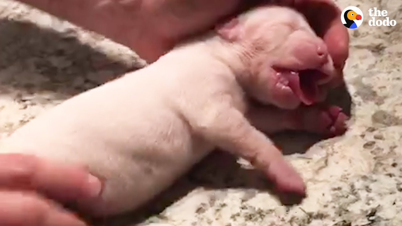 Guy Revives Tiny Puppy With CPR