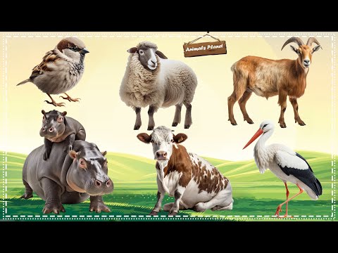 The Funniest Animal Sounds on Earth: Sparrow, Sheep, Goat, Hippopotamus, Cow, Stork