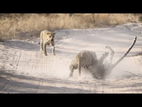 leopard attack other  leopard and rescue by other female leopard video