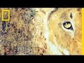 Asher Jay's Conservation Insights