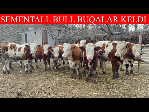 SEMENTALL BULL BUQALAR KELDI CHEMPION SEMENTALL BUQALAR KAMDAN KAM KELADI