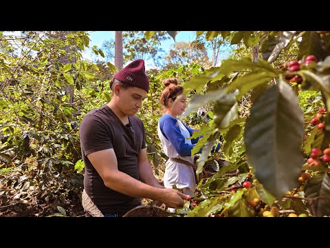 ¿Cuánto se gana cortando café en EL SALVADOR?