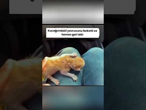 Yuva Ararken Sevgi Buldular 💕 Sonunu Kaçırma!