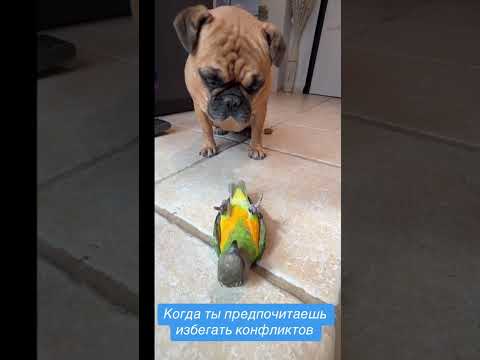 Когда ты предпочитаешь избегать конфликтов #попугай #пёс #притворился #юмор #смешно #видосики
