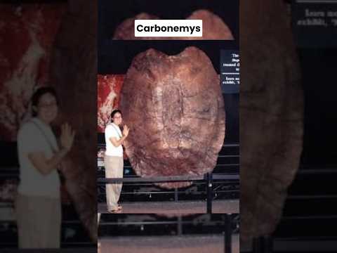 Modern Animals That Used To Be Giants 🔥 pt2#shorts #viral