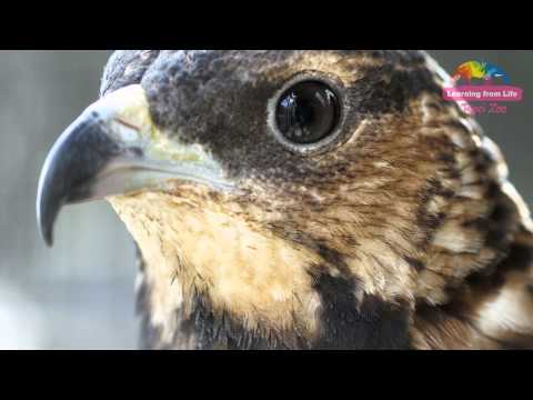 東方蜂鷹聯手進襲－虎頭蜂窩成盤中飧 Crested Honey Buzzard Foraging At The Zoo - YouTube(2分59秒)